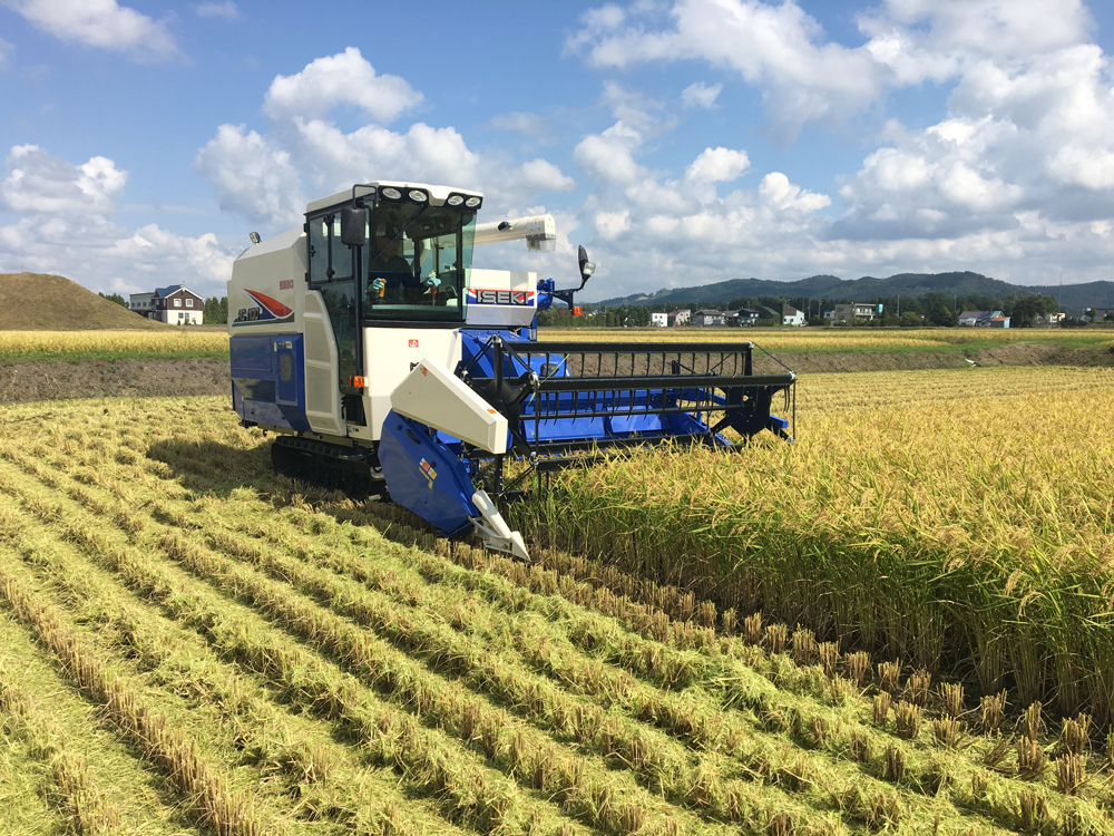 稲刈り